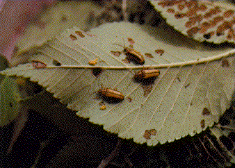 Adult Elm Leaf Beetles