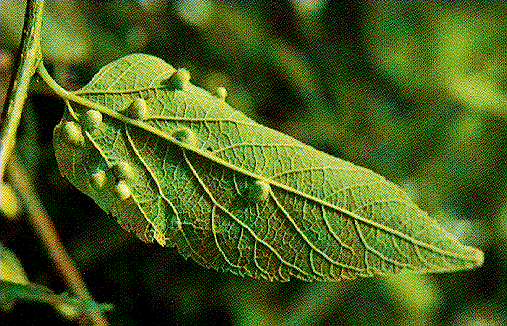 Hackberry Galls