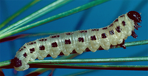 white pine sawfly