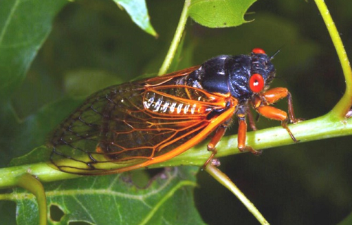 periodical cicada