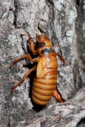 periodical cicada nymph