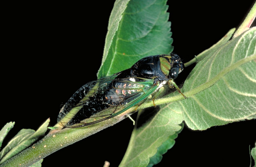 annual cicada