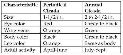 cicada characteristics