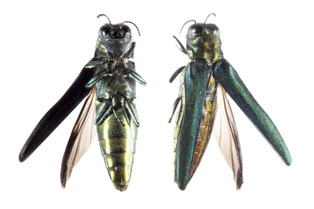 As adults, emerald ash borers are small (1/2 long and about 1/8 inch wide), metallic green beetles