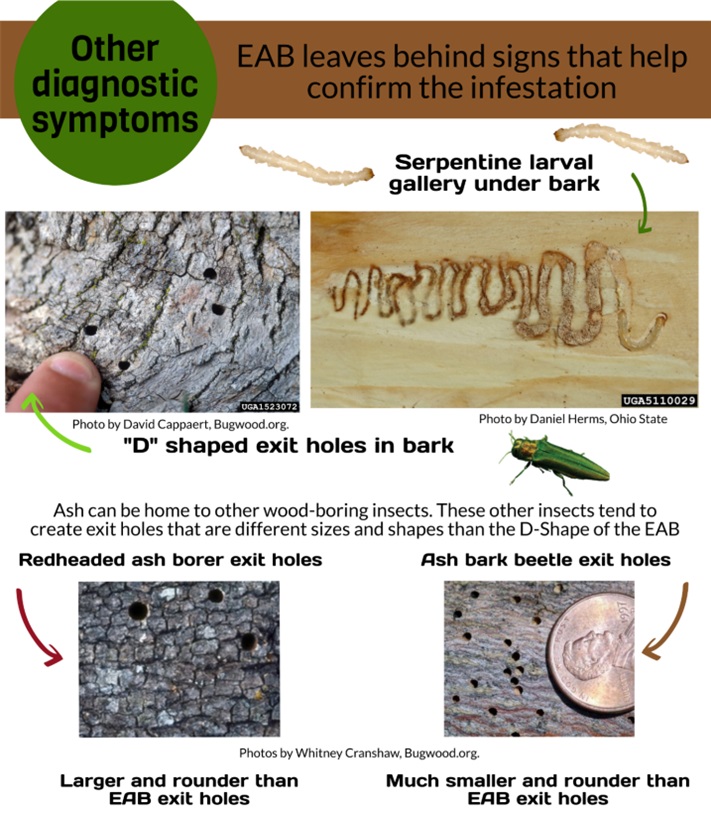 Individual EAB create serpentine larval galleries under the bark, that progress in size as the larvae grows. When adults emerge from trees, they create diagnostic “D” shaped exit holes in the bark of the host tree. Other ash borers create round or oval ho