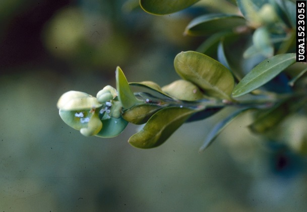 Boxwood psyllids are small pests that affect the aesthetics of boxwood shrubs.