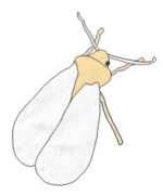 Whitefly