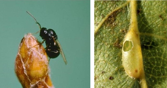 Female gall wasp and emergence hole