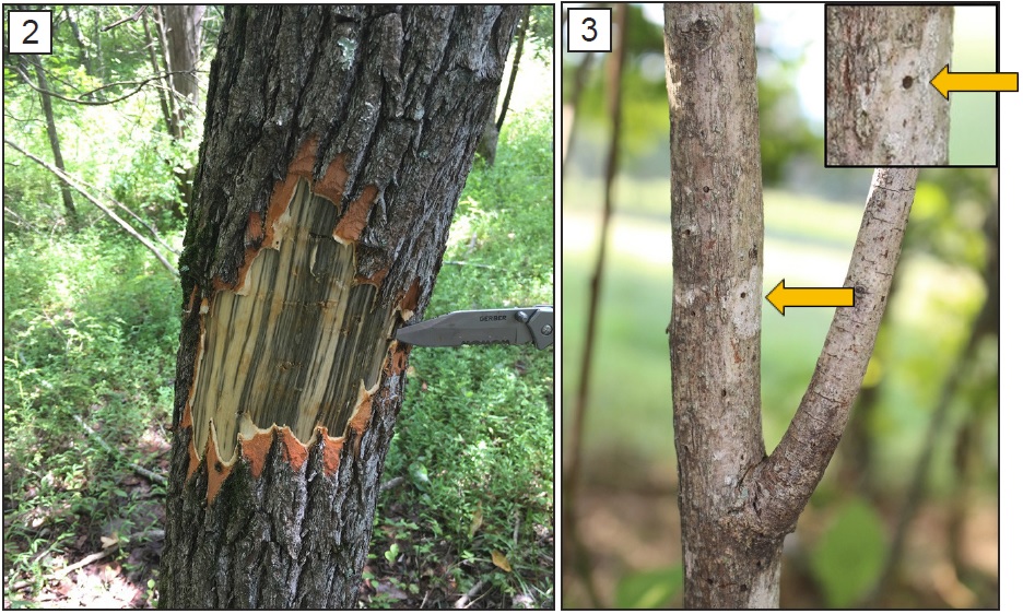 Dark Staining under Bark