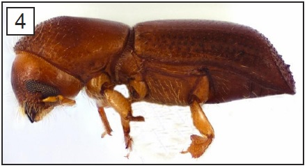 Adult redbay ambrosia beetle