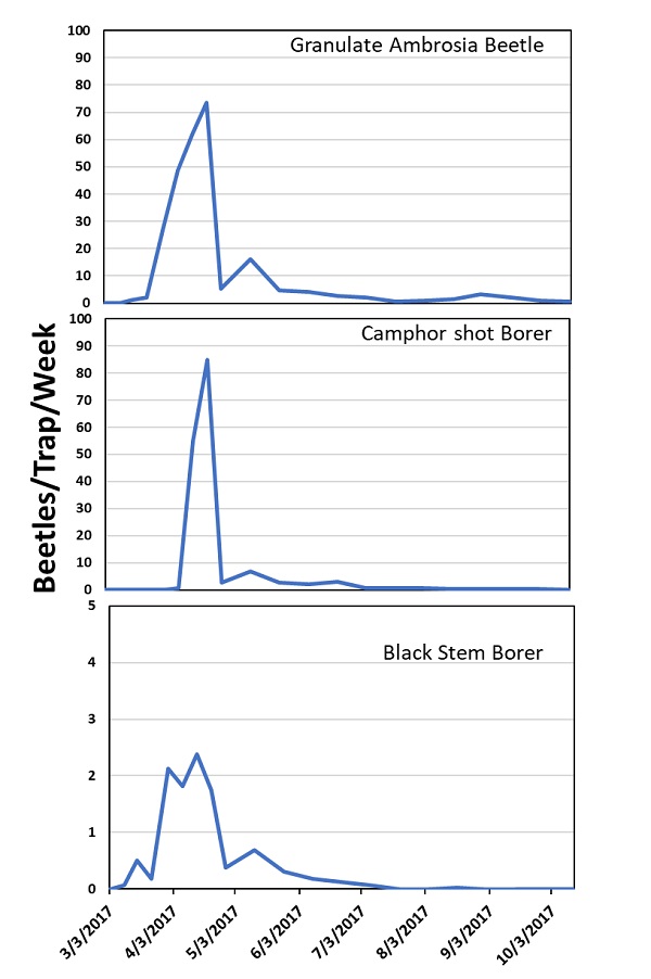 Figure 5. Seasonal flight pattern of granulate ambrosia beetle, camphor shot borer and black stem borer in western Kentucky.