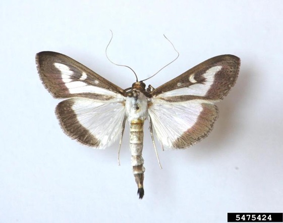 Box tree moth adults are fan shaped and have brown margins on their wings