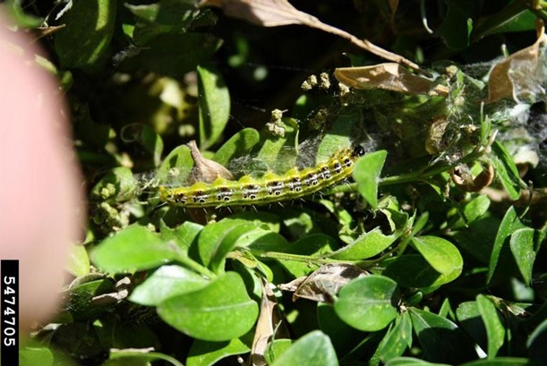 The mature larva of a box tree moth is about ½ inch long, with yellow-green coloration, black and white stripes down their sides, and a pair of black dots on each abdominal segment