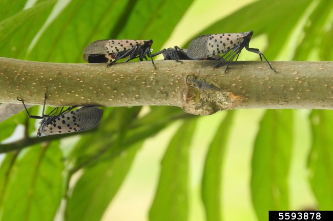 Spotted Lanternfly Adults