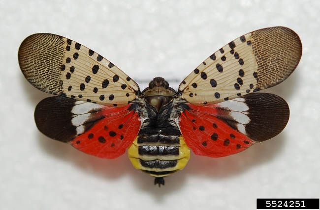 Spotted Lanternfly Adult