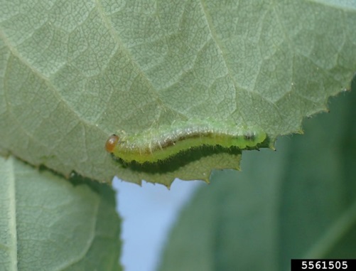 How to Deal with Roseslugs Entomology