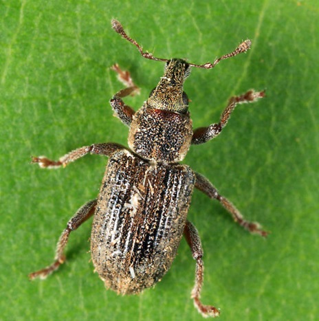 ABW adult