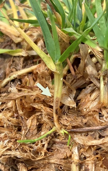 Figure 3: When monitoring, if you look at damaged turf, you may see the small exit holes left behind when larvae leave the plant. Photo by Kenneth Clayton. 