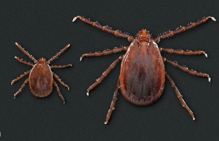 Asian Longhorn Tick