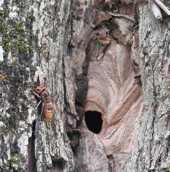 A European hornet nest inside of a tree cavity.