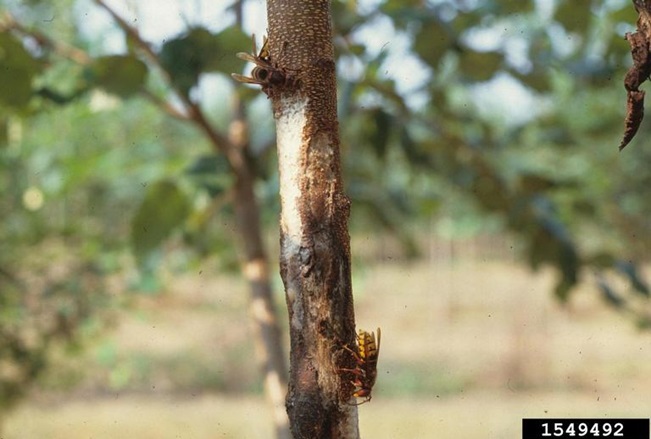 European hornets can cause girdling damage to shrubs and trees in the fall by stripping bark to get to sap underneath