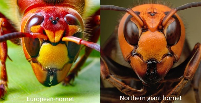 A comparison of the head of a European hornet and a Northern giant hornet. Northern giant hornets have uniform yellow-orange coloration while the European hornet has a red top and yellow front.