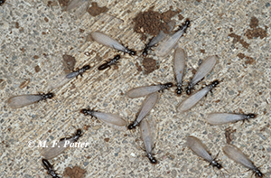 Winged termites emerging indoors are a telltale sign of infestation.