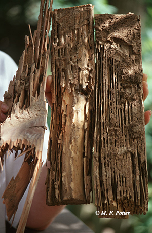 Termite-damaged wood has soil lining the feeding galleries.