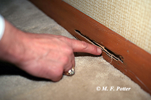 Termites are cryptic. This damage was discovered when a vacuum head broke through a baseboard. 