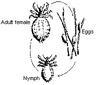 Lice: Life Cycle