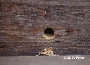 Entrance hole with sawdust
