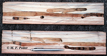 Cross-section of wood showing carpenter bee tunnels and brood chambers.