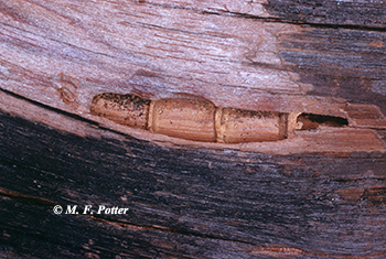 Cross-section of wood showing carpenter bee tunnels and brood chambers.