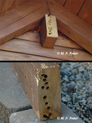 Carpenter bees often repeatedly infest the same areas.