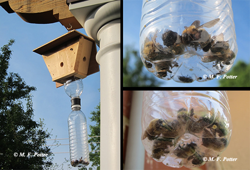 Carpenter bee traps may be help reduce attacks on wood.   