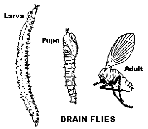 Drain Fly: Life Stages