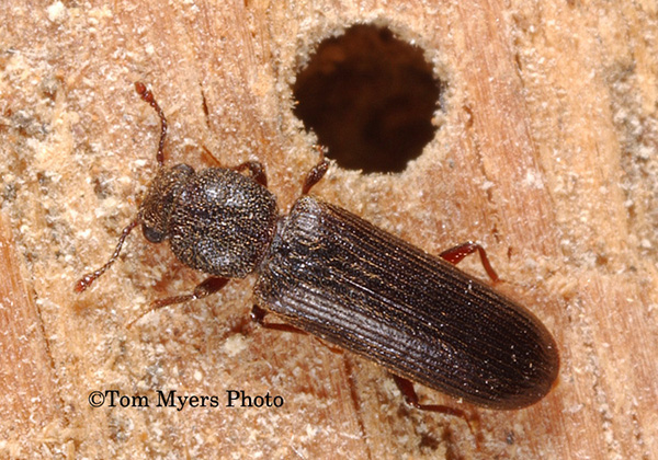 Lyctid powderpost beetles