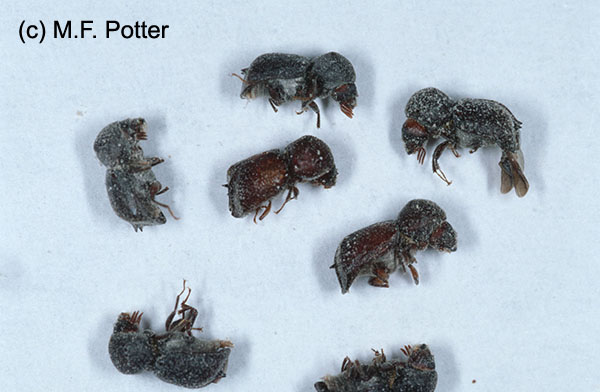 Bostrichid powderpost beetles