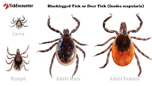 Black Legged Tick