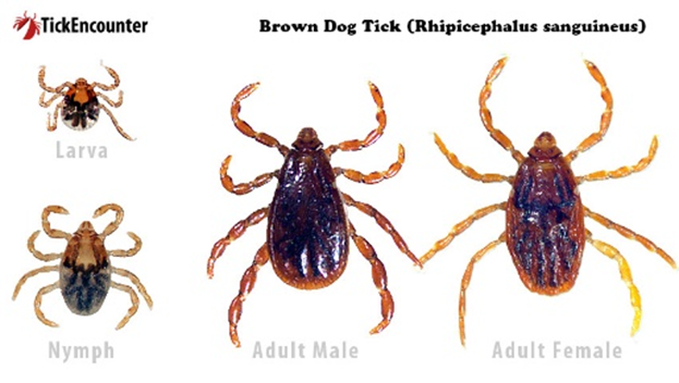 Brown Dog Tick