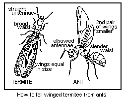 Ant vs. Termite