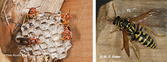 While most paper wasps are brown or reddish (a), the European paper wasp, Polistes dominula, (b), has markings similar to yellowjackets. 