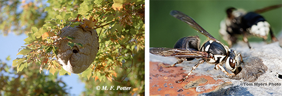 Bald-faced hornets construct large aerial nests. The wasps are larger than yellowjackets and white and black in color.