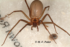 Brown recluse spiders often have a fiddle-shaped marking