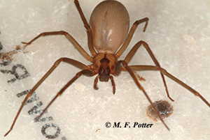 Sac Spider Identification, Habits & Behavior