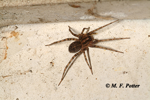 The banding on the legs of this wolf spider is one indication that it is not a brown recluse. 