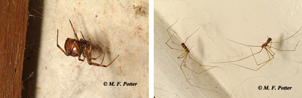 Cobweb spiders and cellar spiders often build webs in homes, but are harmless.