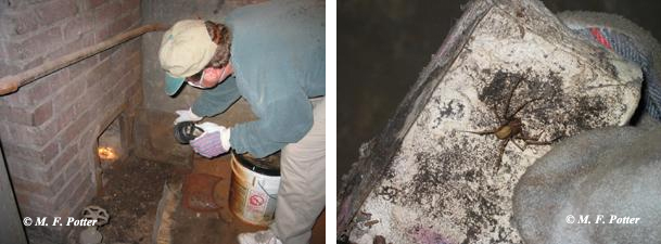 Thorough inspections are needed to detect and treat hidden infestations.