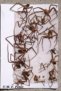 Brown recluse spiders caught on a glue trap. Several traps should be placed into corners and flush along walls.