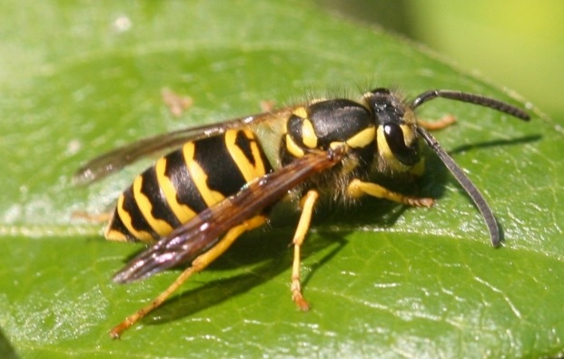 What You Need to Know About Yellowjackets - Gregory Pest Solutions